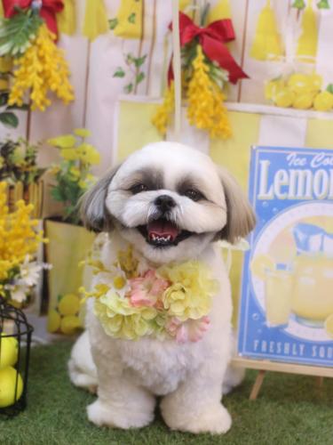 20240414みたらしちゃん